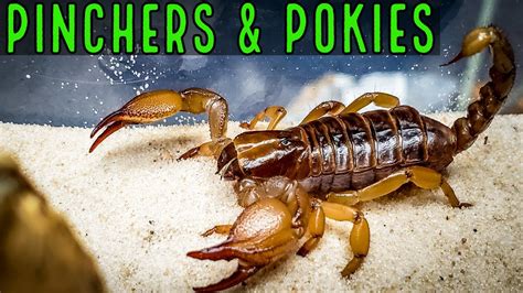 pinchers and pokies|Scorpion Unboxing from Pinchers & Pokies .